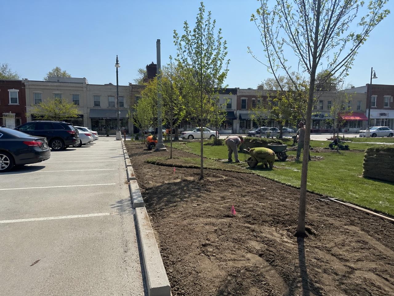 A parking lot being converted into a small park with fresh soil, new trees and workers laying sod beside remaining parked cars